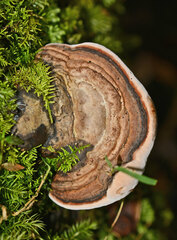 Fomitopsis hemitephra