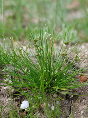 Isolepis levynsiana