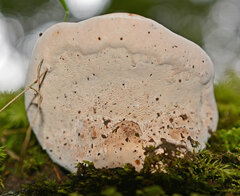 Fomitopsis hemitephra