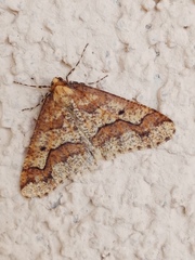 Erannis defoliaria