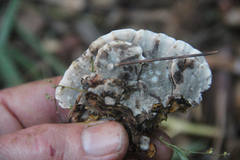 Bjerkandera adusta