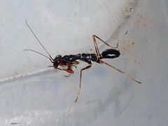 Odontomantis planiceps