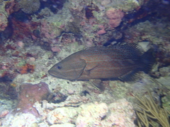 Anyperodon leucogrammicus