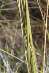 Bobartia