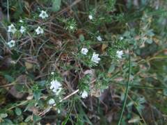 Arenaria