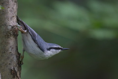 Sitta europaea sakhalinensis
