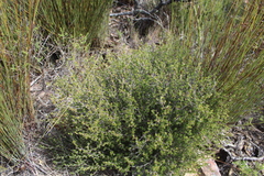 Cliffortia tuberculata