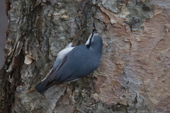 Sitta europaea sakhalinensis