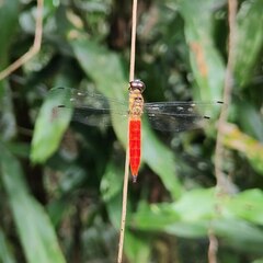 Orchithemis pulcherrima