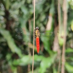 Orchithemis pulcherrima