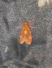 Nanarsine senara
