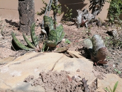 Gasteria bicolor