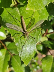 Tipula paludosa