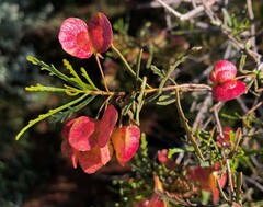 Dodonaea lobulata