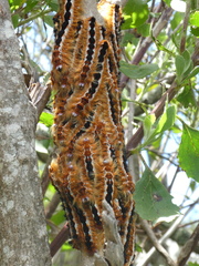 Eutricha capensis