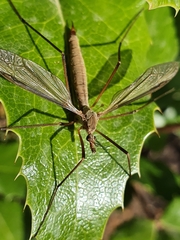 Tipula paludosa