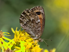 Erebia montanus