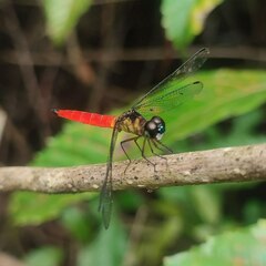 Orchithemis pulcherrima