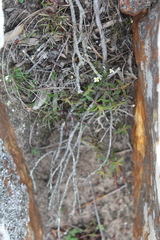 Heliophila diffusa diffusa