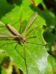 Tipula paludosa