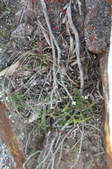 Heliophila diffusa diffusa