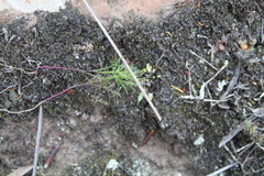 Heliophila diffusa diffusa