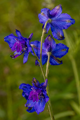 Delphinium malabaricum