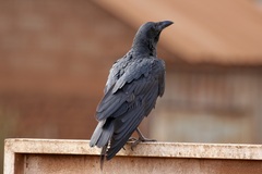 Corvus rhipidurus