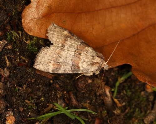 Cymatophorina diluta