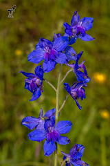 Delphinium malabaricum