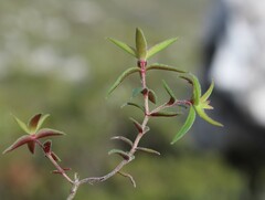 Crassula subulata