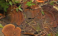 Hexagonia tenuis
