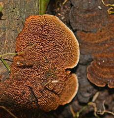Hexagonia tenuis