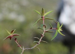 Crassula subulata