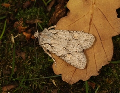 Lithophane ornitopus