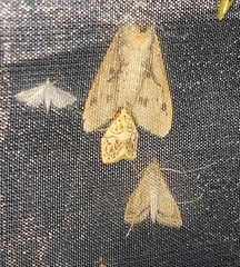 Miltochrista pudibunda