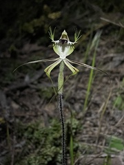 Caladenia parva