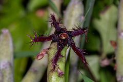 Caralluma adscendens