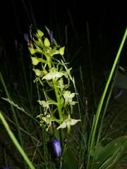 Platanthera