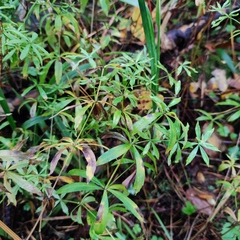 Galium intermedium