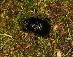 Typhaeus typhoeus