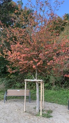 Parrotia persica