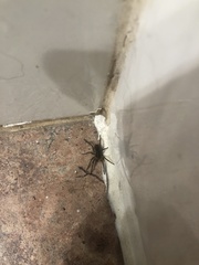Lycosinae