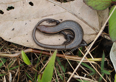 Trachylepis gravenhorstii
