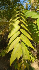 Zanthoxylum ailanthoides
