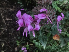 Pelargonium cordifolium