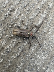 Batocera rufomaculata