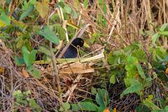 Zapornia flavirostra