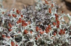Helichrysum cylindriflorum
