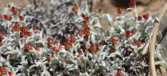 Helichrysum cylindriflorum